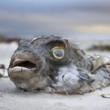 Les plages du sud de l'Australie sont jonchées de carcasses de poissons, de requins, de raies, de crabes et de pieuvres. KEYSTONE/EPA/MATT TURNER